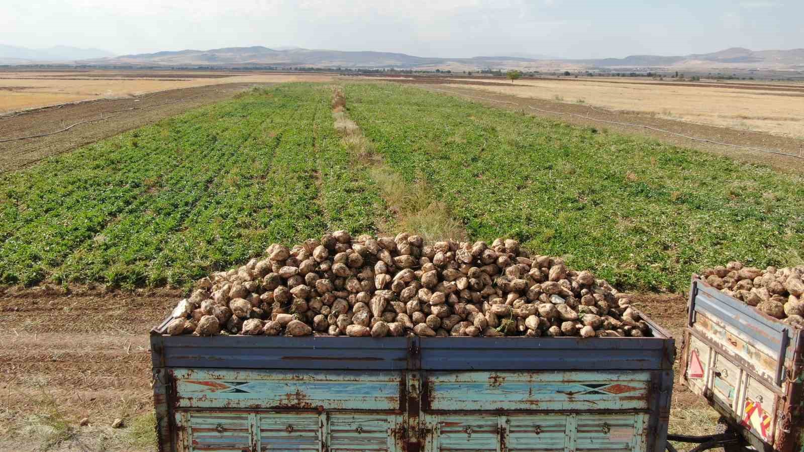 Elazığ’da 37 bin dönüm alanda pancar hasadı başladı