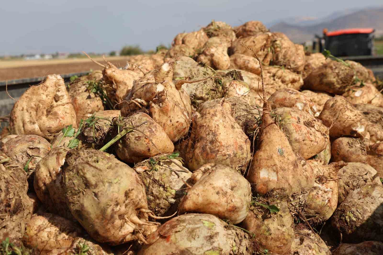 Elazığ’da 37 bin dönüm alanda pancar hasadı başladı