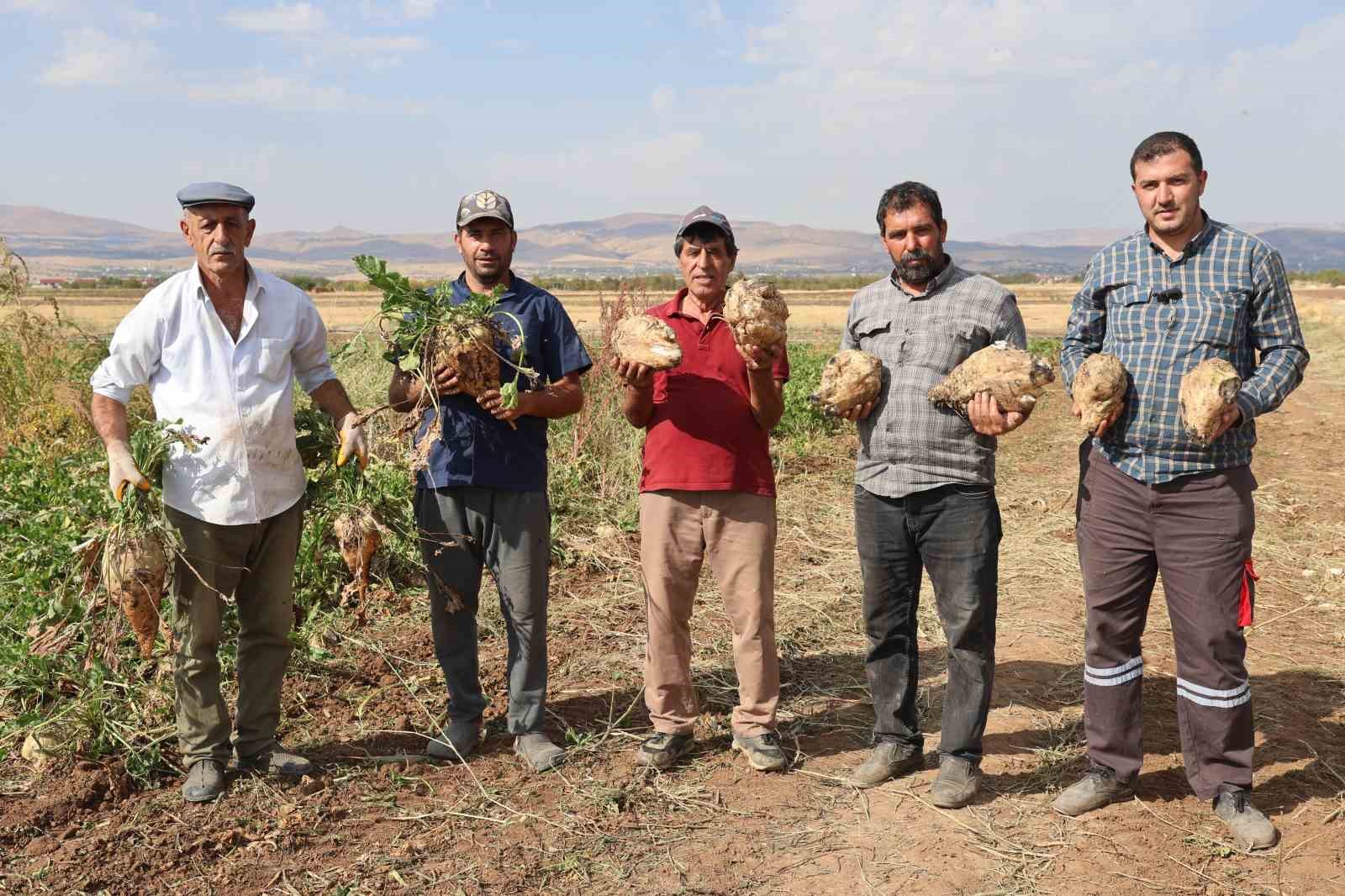 Elazığ’da 37 bin dönüm alanda pancar hasadı başladı