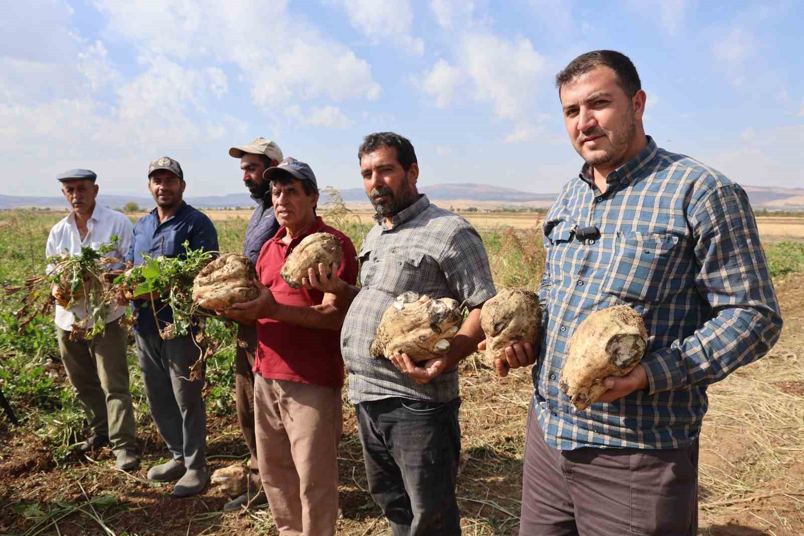 Elazığ’da 37 bin dönüm alanda pancar hasadı başladı