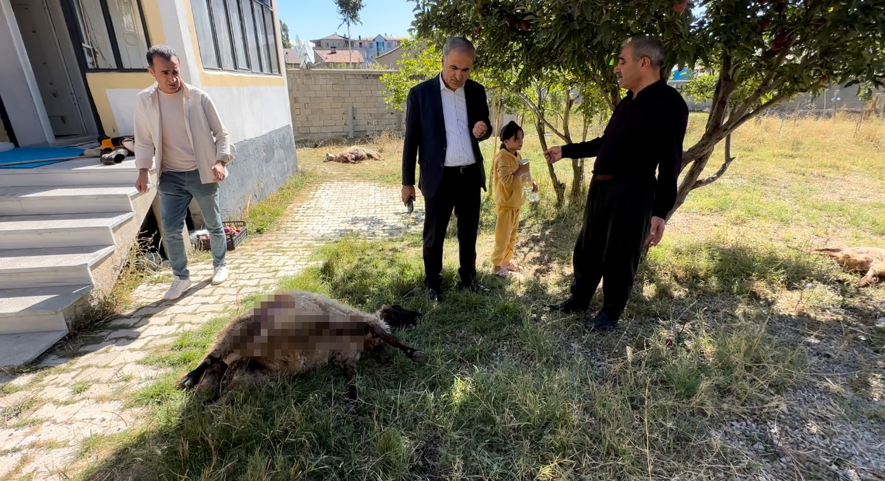 Yüksekova’da başıboş köpekler koyunlara saldırdı