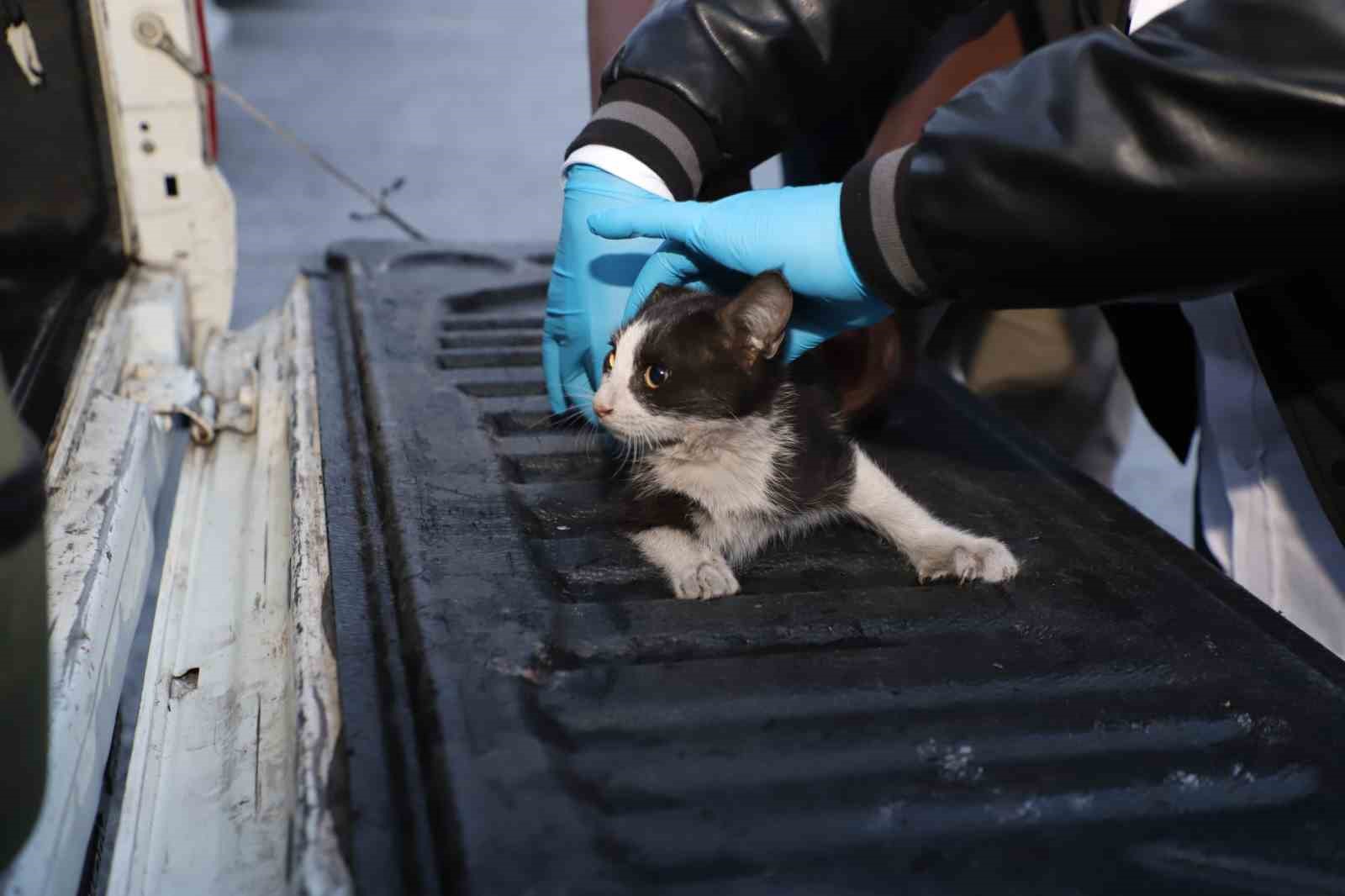 Hakkari’de 4 katlı binada mahsur kalan yavru kedi kurtarıldı