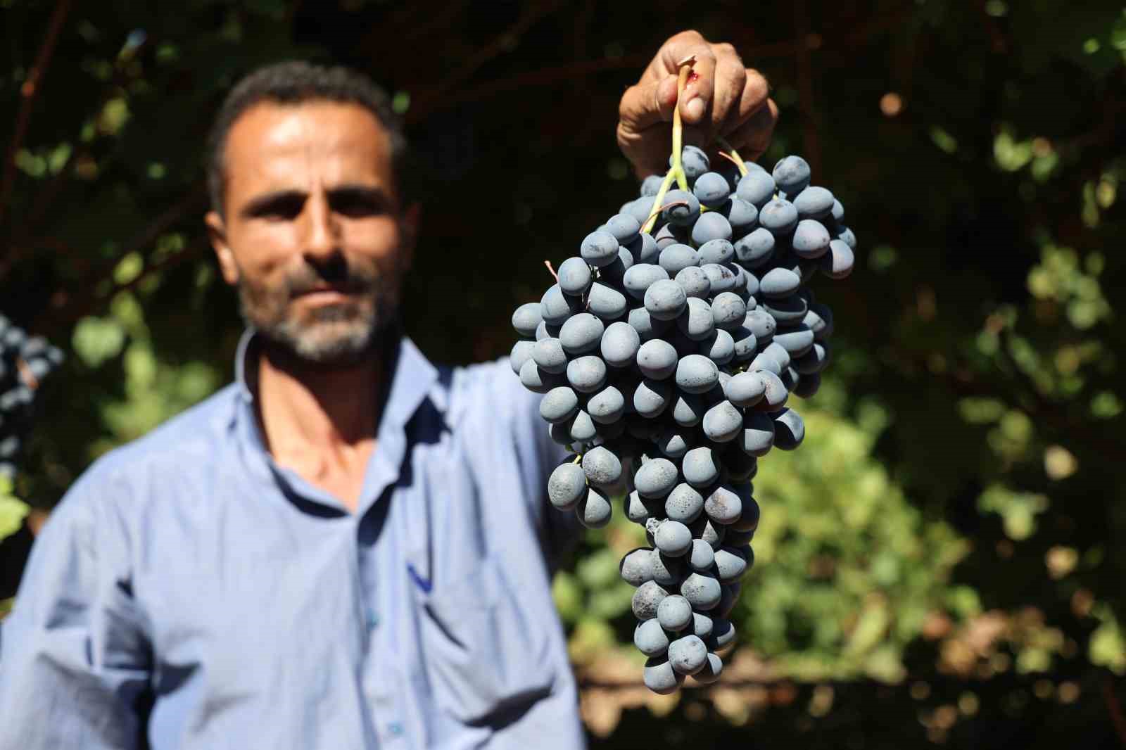 Elazığ’da bağbozumu heyecanı: Üzüm hasadı başladı