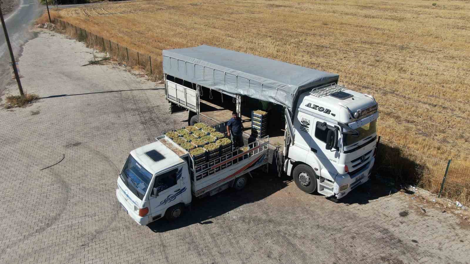 Elazığ’da bağbozumu heyecanı: Üzüm hasadı başladı