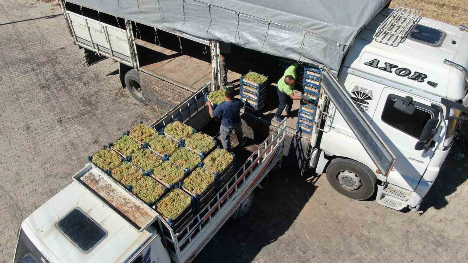 Elazığ’da bağbozumu heyecanı: Üzüm hasadı başladı