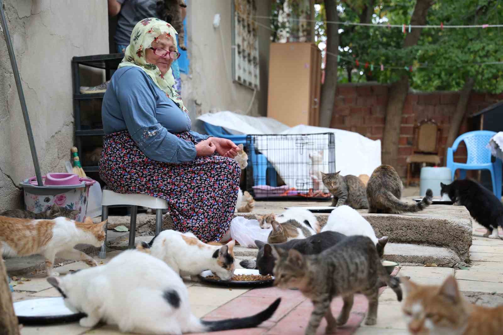 Ömrünü kedilere adadı: 11 yıldır 70 kediye bakıyor