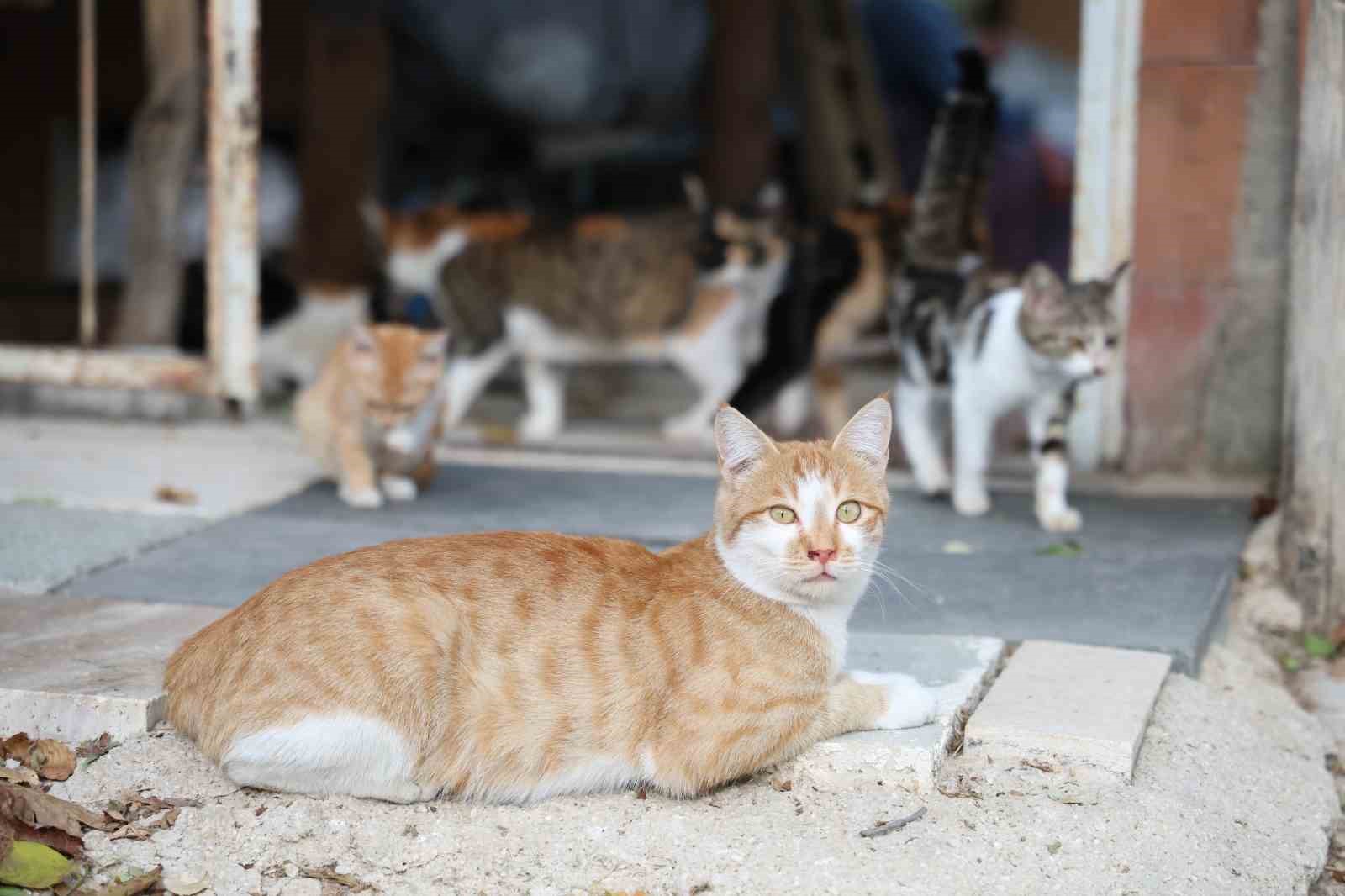 Ömrünü kedilere adadı: 11 yıldır 70 kediye bakıyor