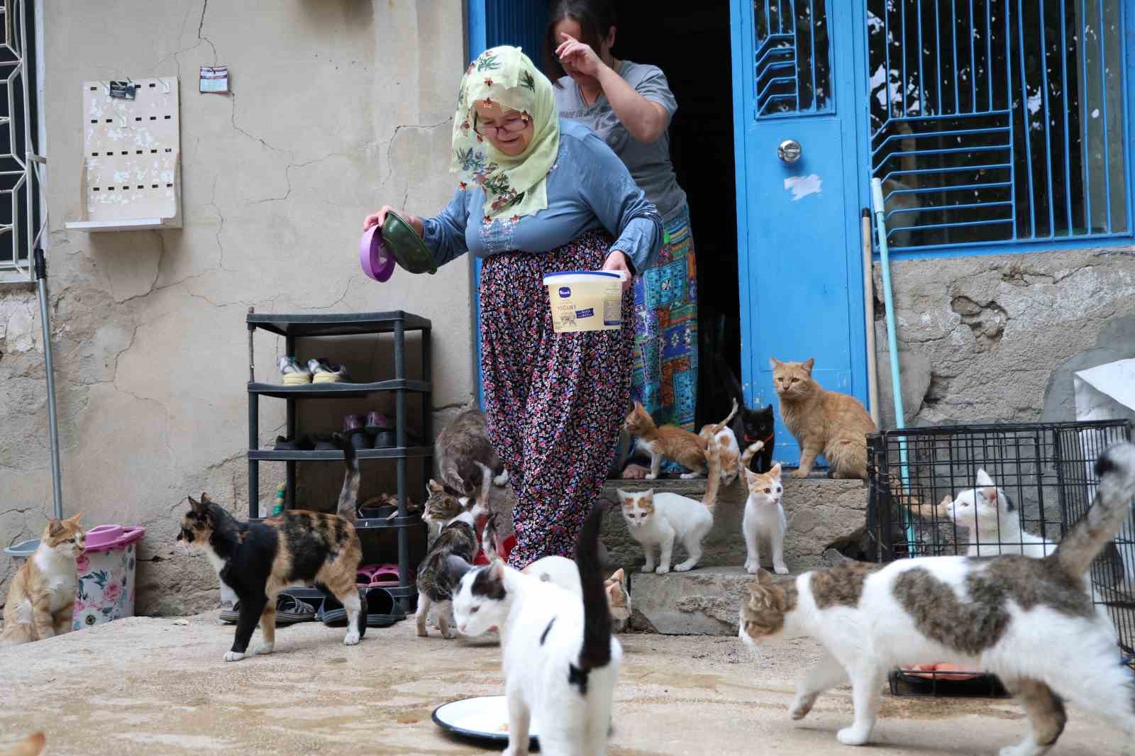 Ömrünü kedilere adadı: 11 yıldır 70 kediye bakıyor