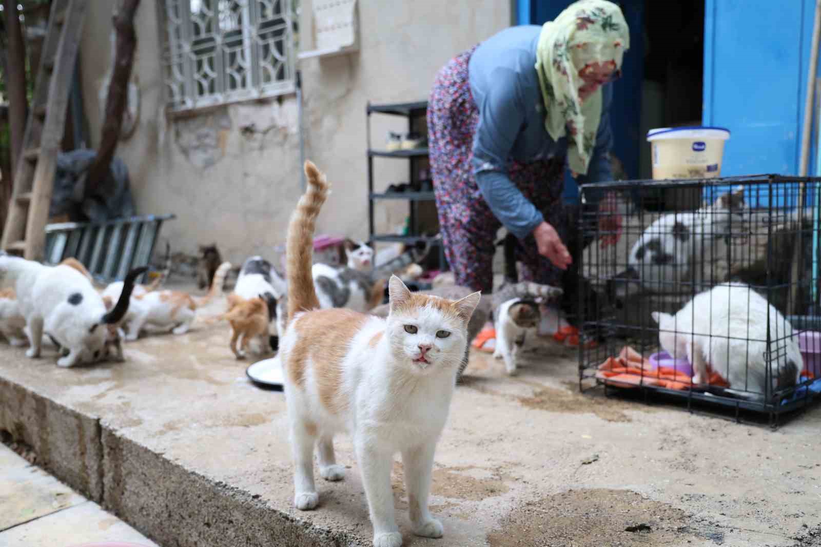 Ömrünü kedilere adadı: 11 yıldır 70 kediye bakıyor