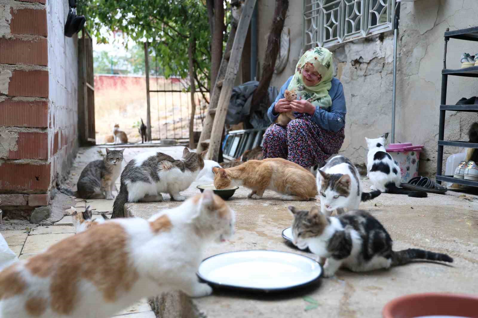 Ömrünü kedilere adadı: 11 yıldır 70 kediye bakıyor