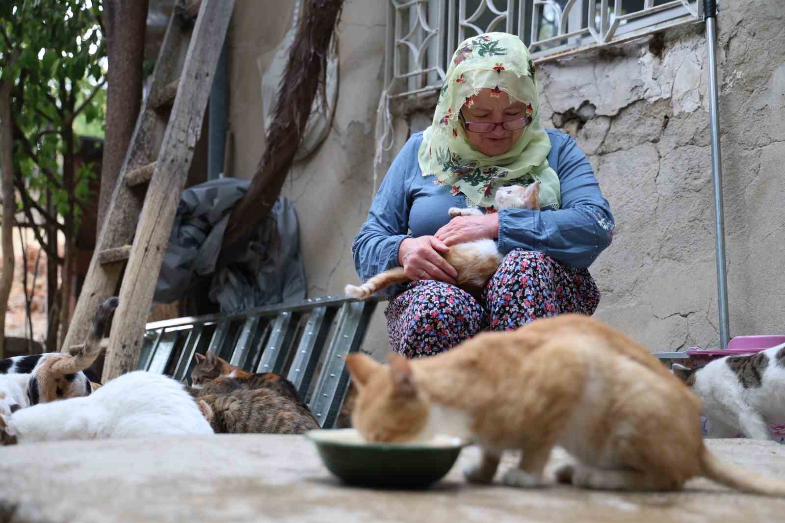 Ömrünü kedilere adadı: 11 yıldır 70 kediye bakıyor