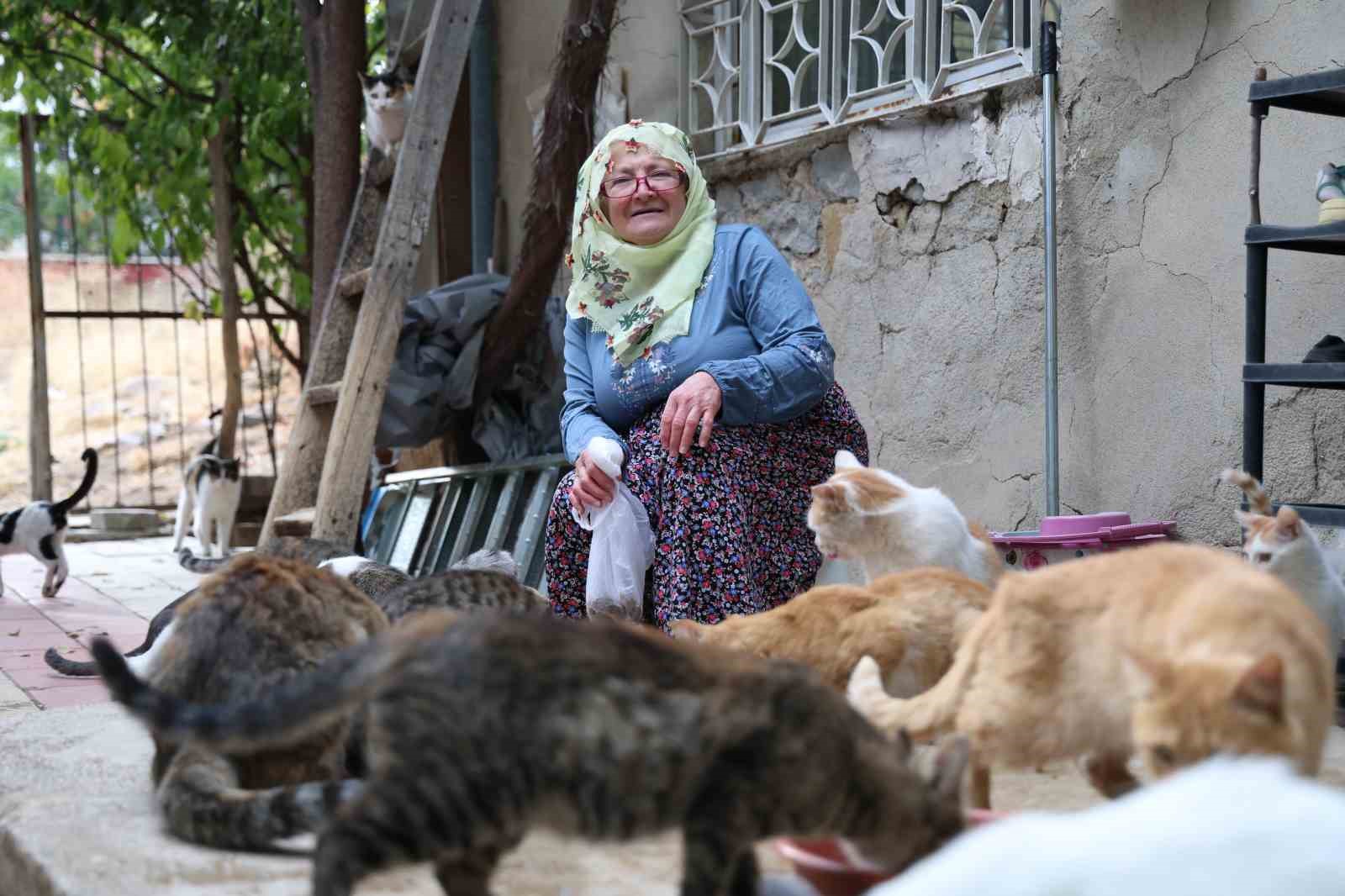 Ömrünü kedilere adadı: 11 yıldır 70 kediye bakıyor