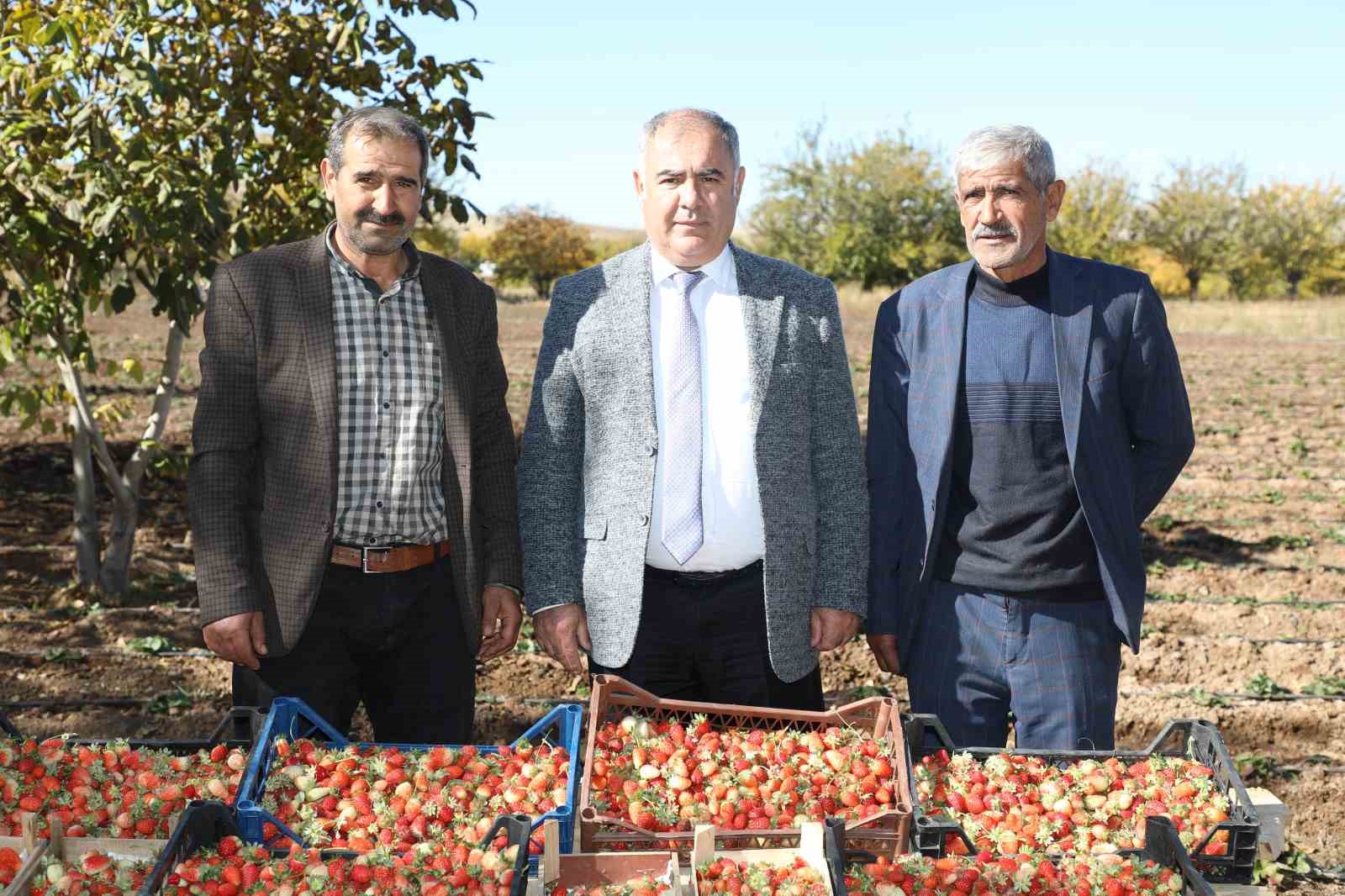 Elazığ’da kasım ayında çilek hasadı