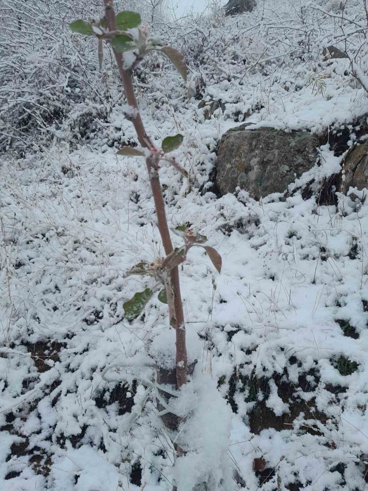 Kar yağışı altındaki elma ağacı çiçek açtı