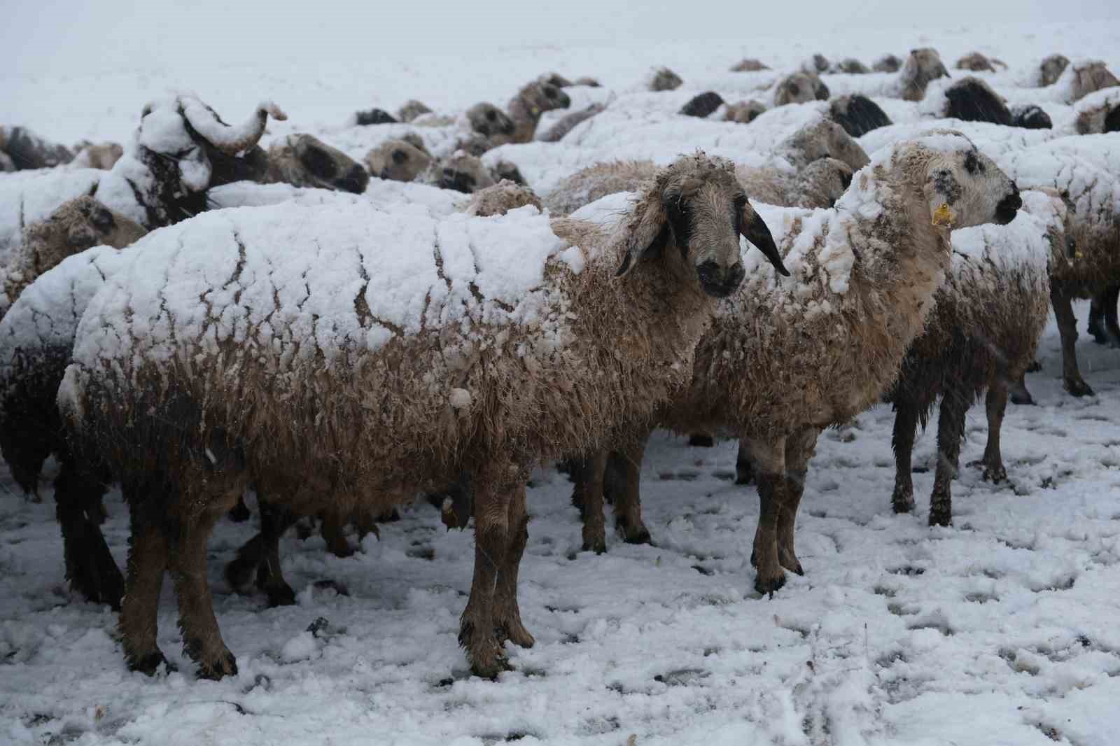 Yaylalardan indirilmeye başlanan koyun sürüsü kar, tipiye yakalandı