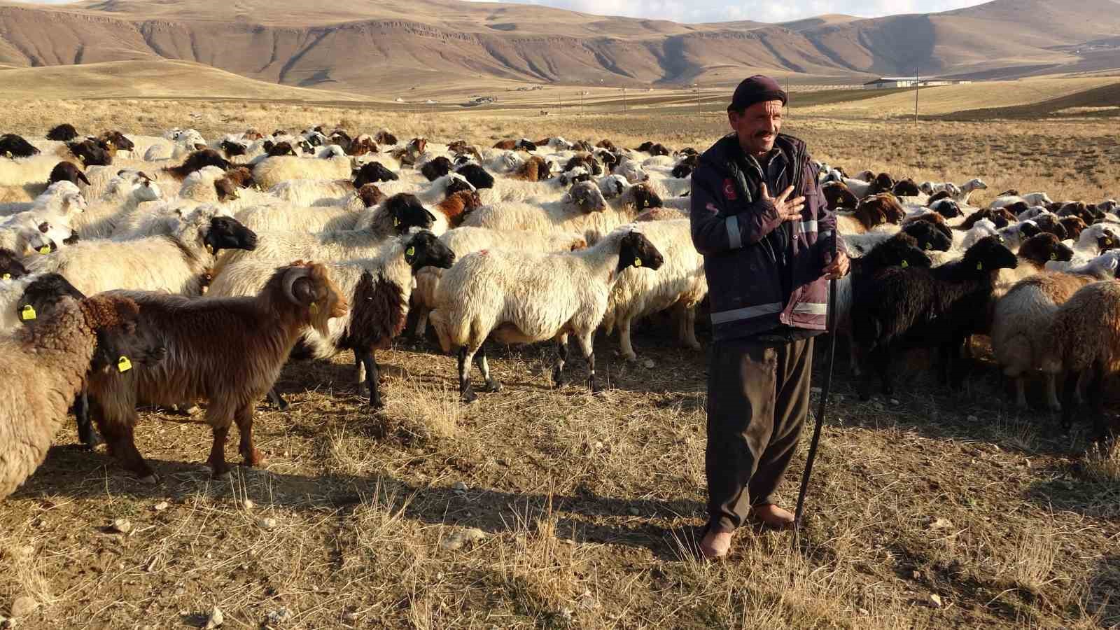 Van’ın küçükbaş hayvancılığına 200 bin koyunla rekor destek