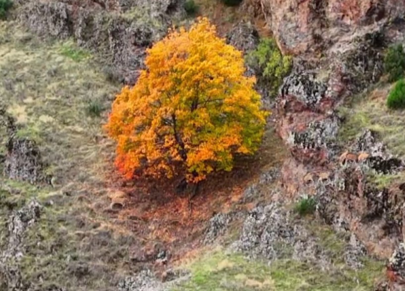 Tunceli’de, koruma altındaki yaban keçileri ile ayı dron kamerasında