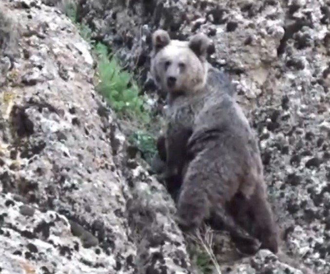 Tunceli’de, koruma altındaki yaban keçileri ile ayı dron kamerasında