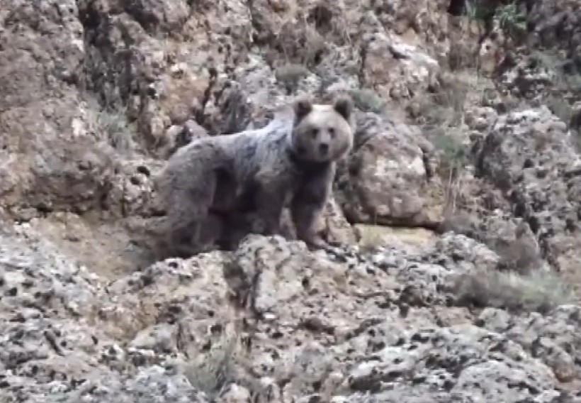 Tunceli’de, koruma altındaki yaban keçileri ile ayı dron kamerasında