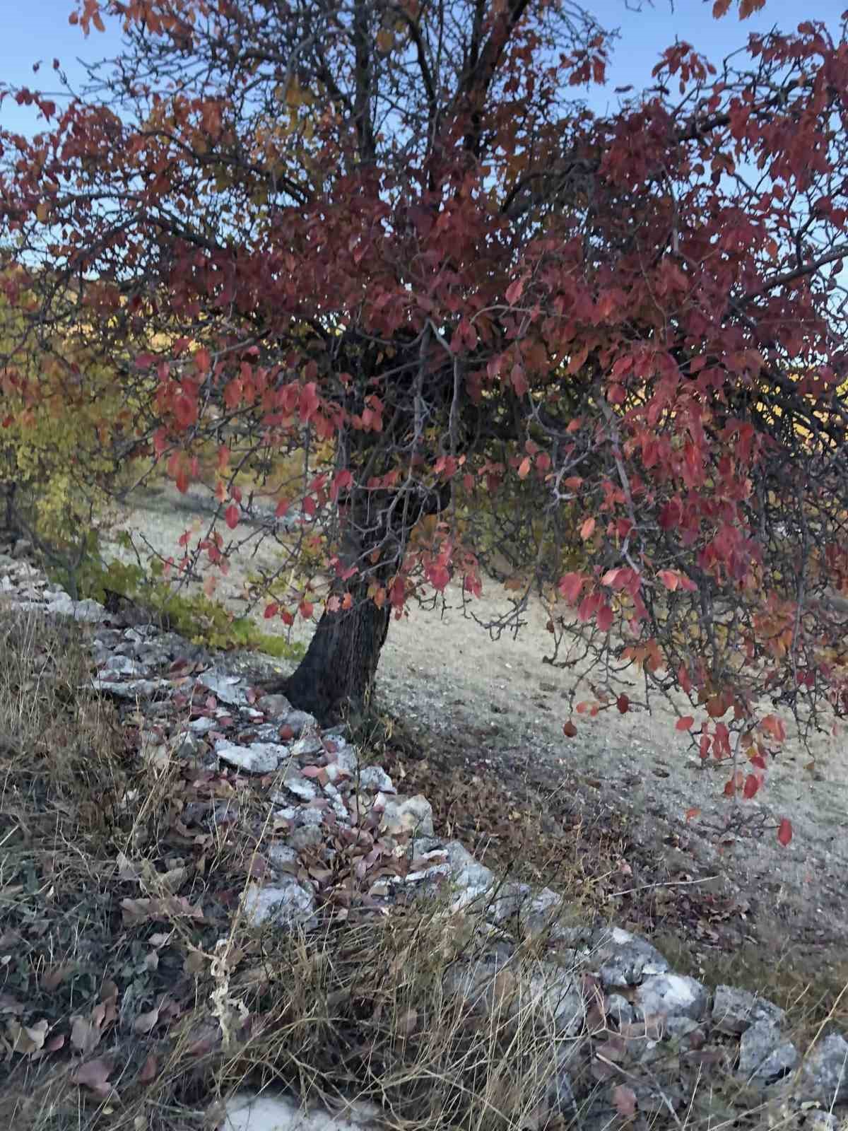 Arapgir’de sonbahar doğal güzelliğiyle görenleri hayran bıraktırıyor