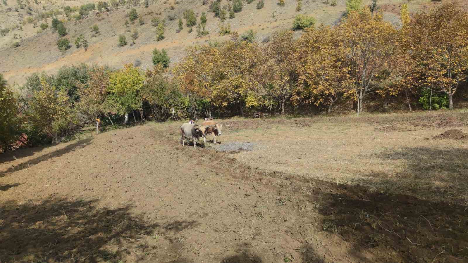 Bu köydeki tarım halen karasabanla yapılıyor