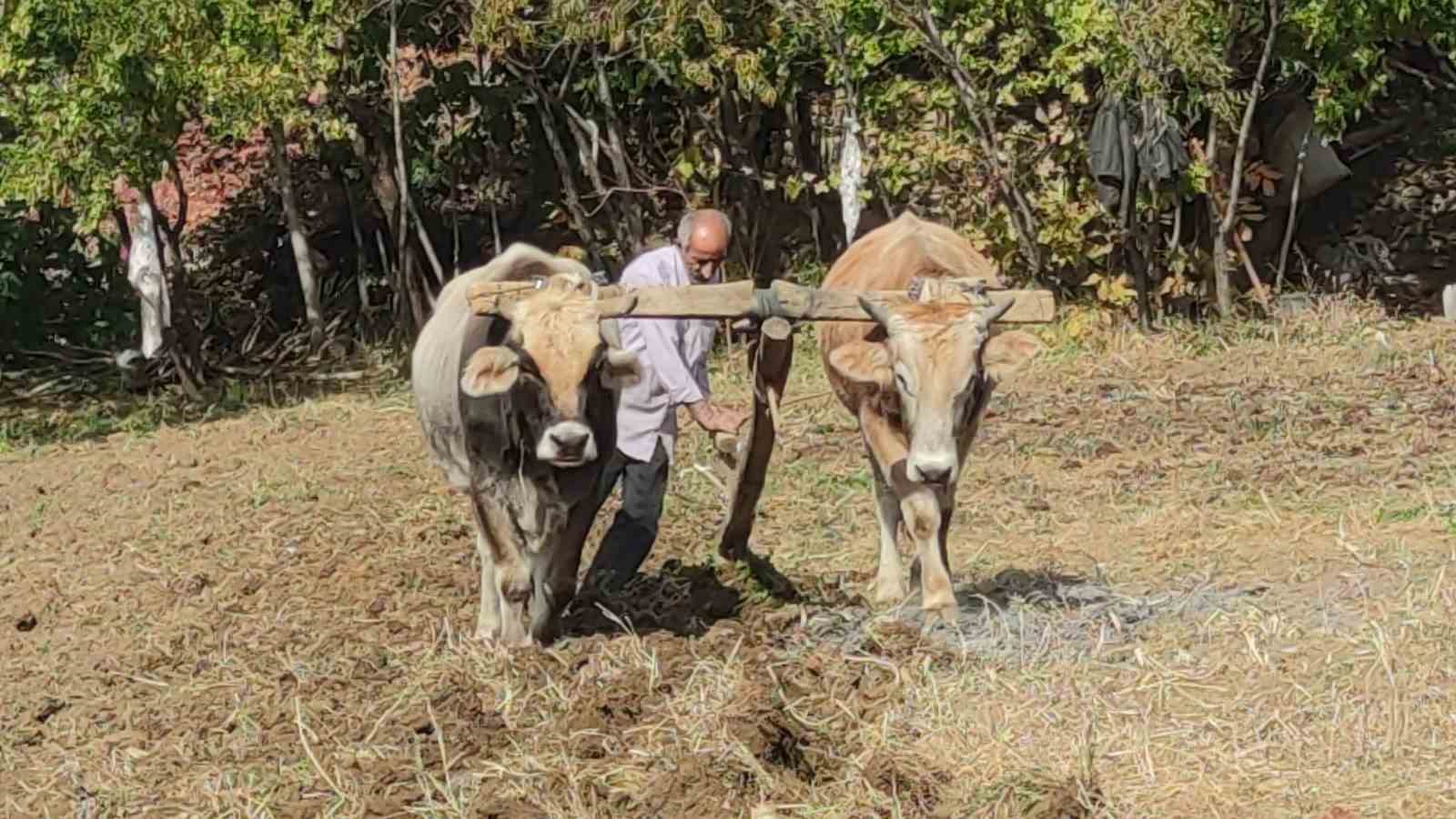 Bu köydeki tarım halen karasabanla yapılıyor