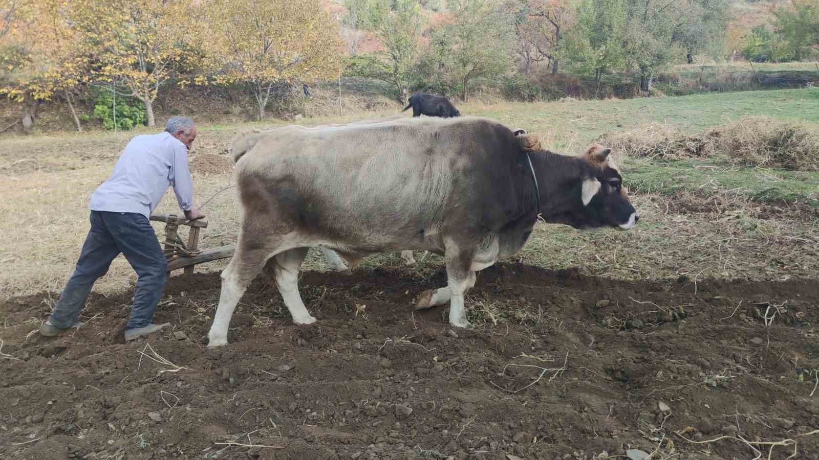 Bu köydeki tarım halen karasabanla yapılıyor