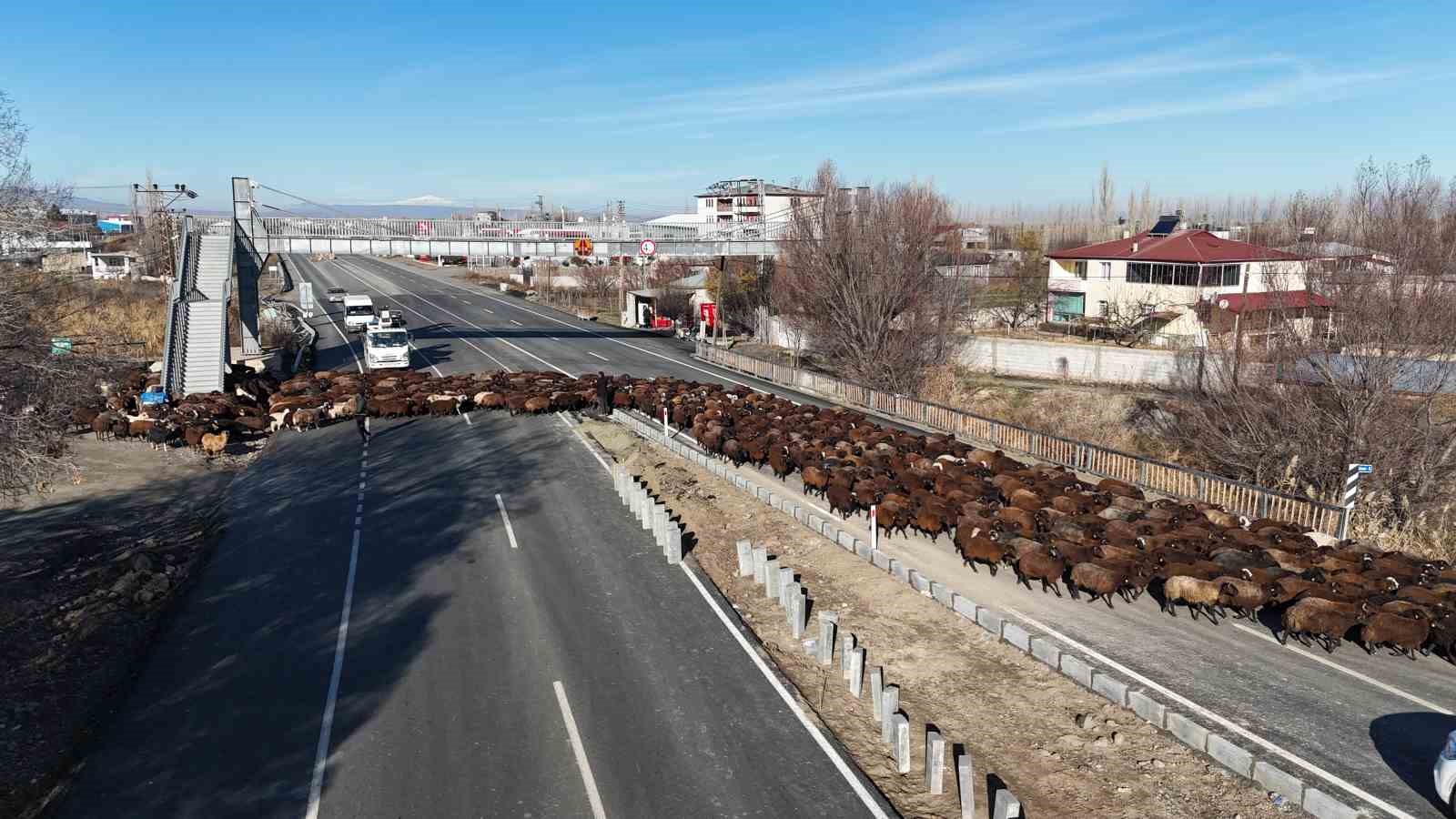 8 aydır memleketten ayrı olan sürüler Iğdır’a geri döndü