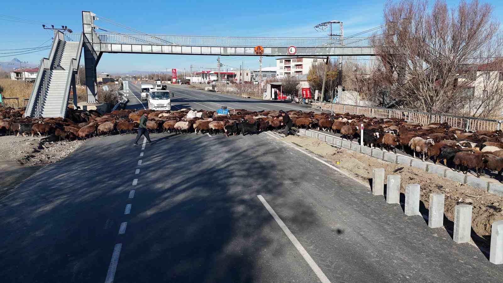 8 aydır memleketten ayrı olan sürüler Iğdır’a geri döndü