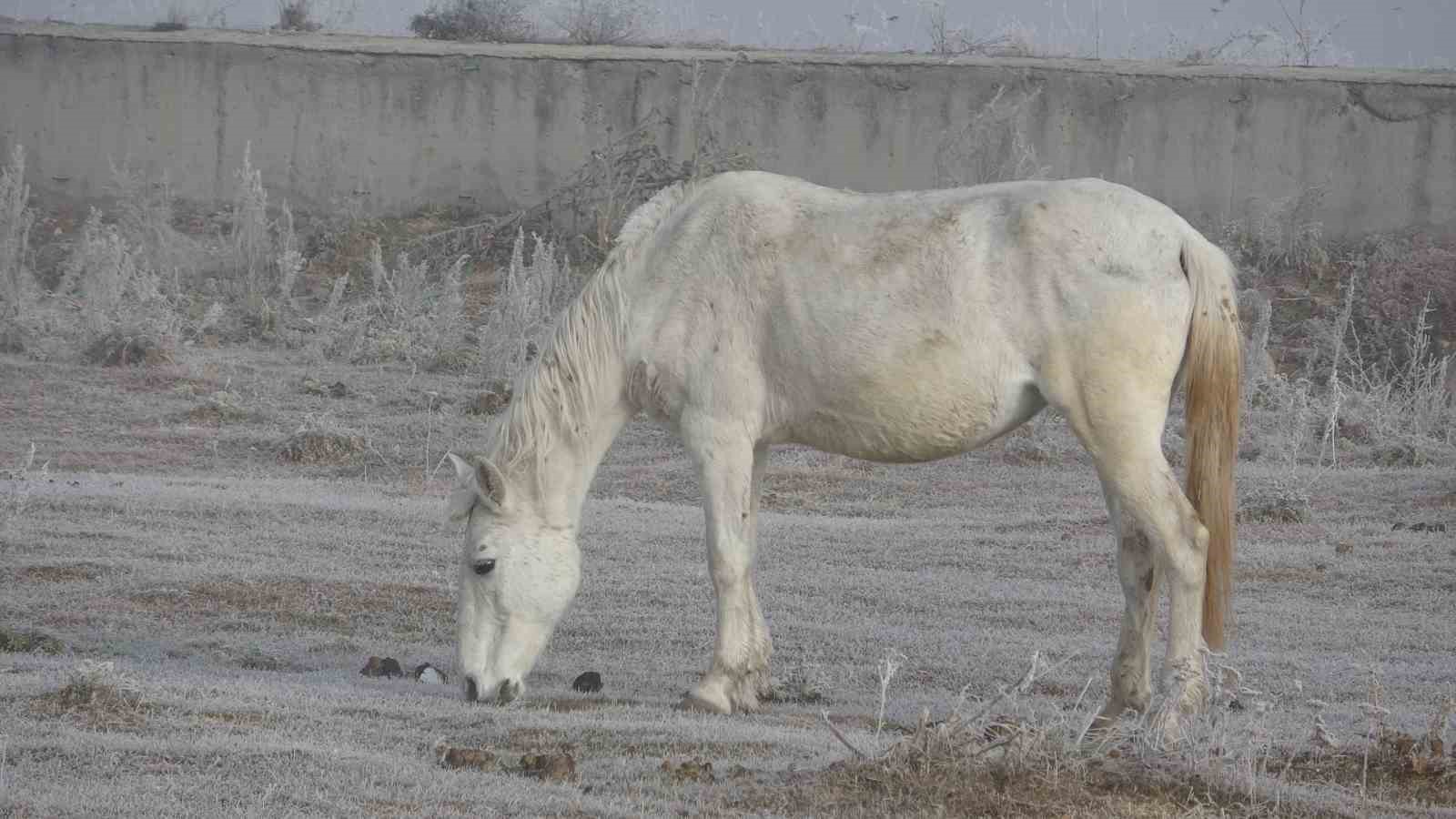 Ardahan’da dondurucu soğuklar etkili olmaya başladı: Ağaçlar ve bitki örtüleri kırağı tuttu