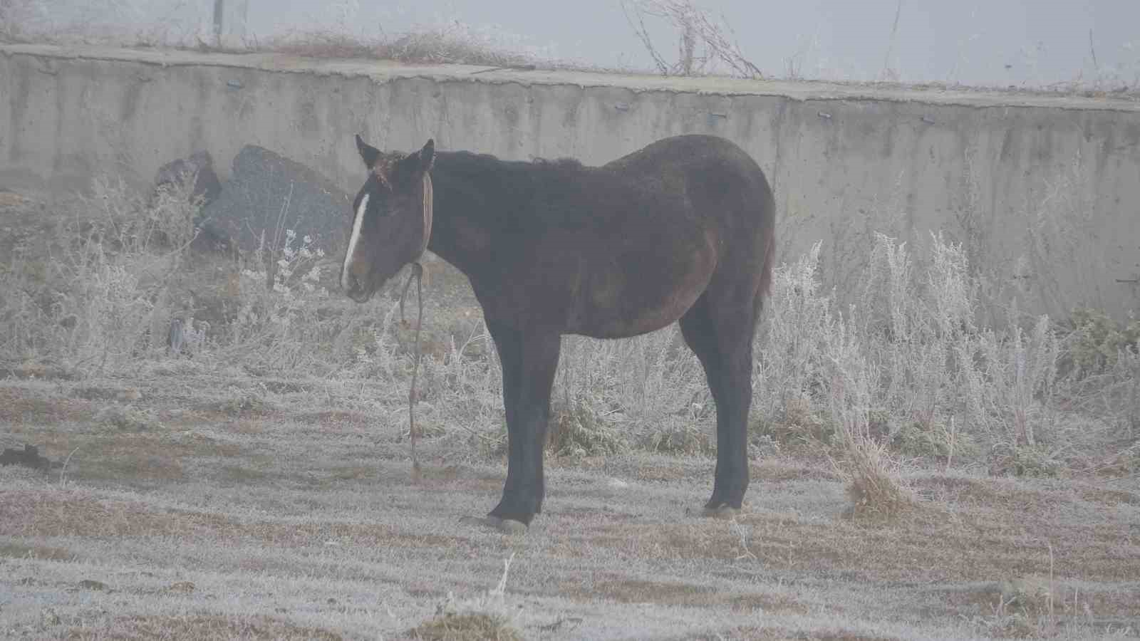 Ardahan’da dondurucu soğuklar etkili olmaya başladı: Ağaçlar ve bitki örtüleri kırağı tuttu