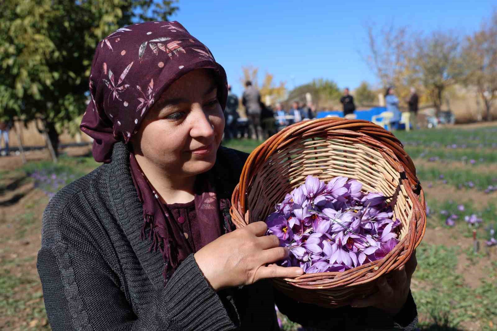 Kadın girişimcinin safran üretimi bölgeye örnek oldu: 300 bin liralık ürün gramla satılıyor