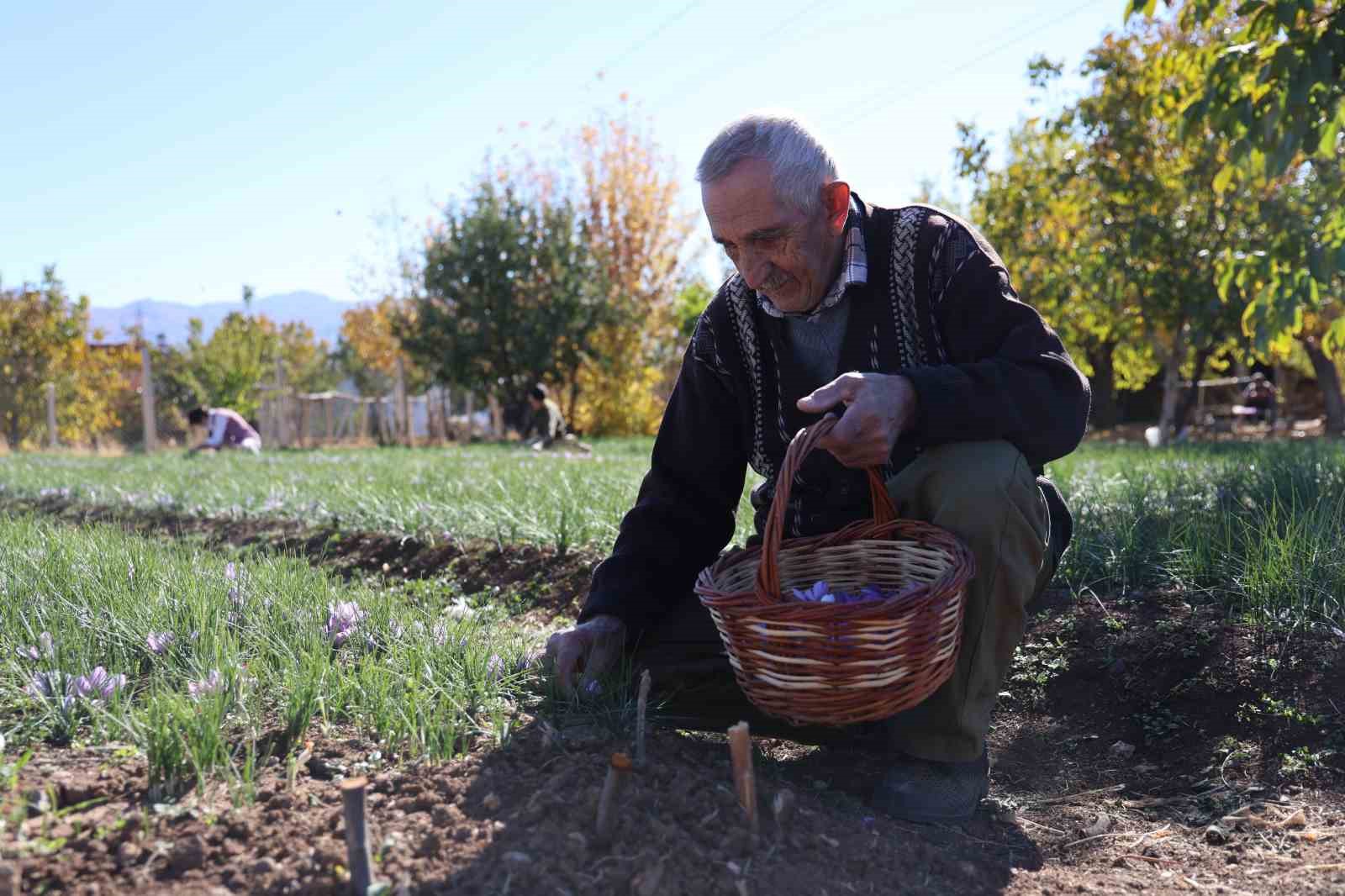 Kadın girişimcinin safran üretimi bölgeye örnek oldu: 300 bin liralık ürün gramla satılıyor