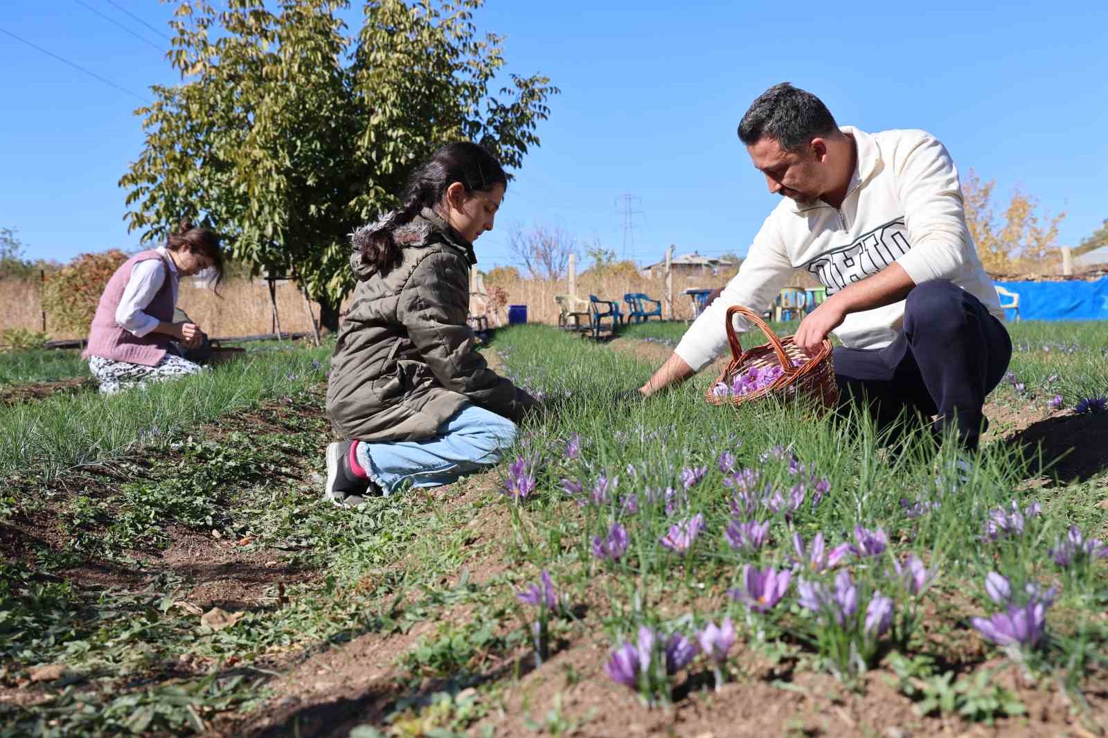 Kadın girişimcinin safran üretimi bölgeye örnek oldu: 300 bin liralık ürün gramla satılıyor