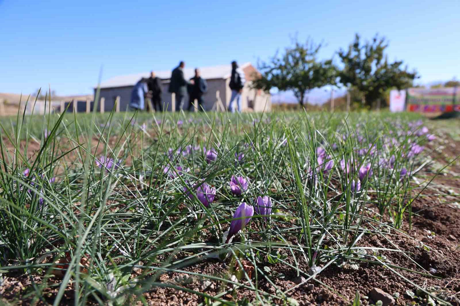 Kadın girişimcinin safran üretimi bölgeye örnek oldu: 300 bin liralık ürün gramla satılıyor