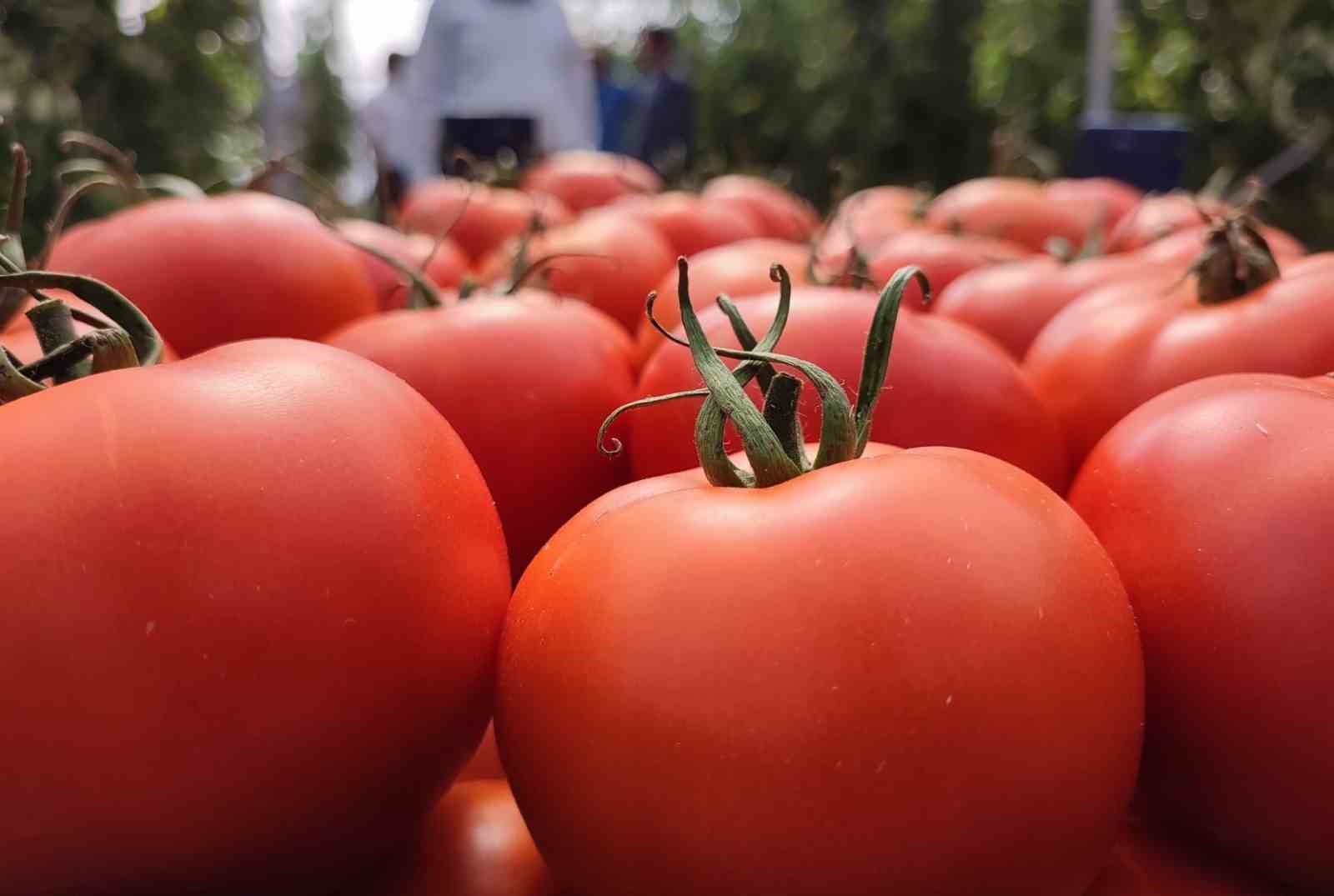 Jeotermal serada ilk dönemde 700 ton domates hasadı yapıldı