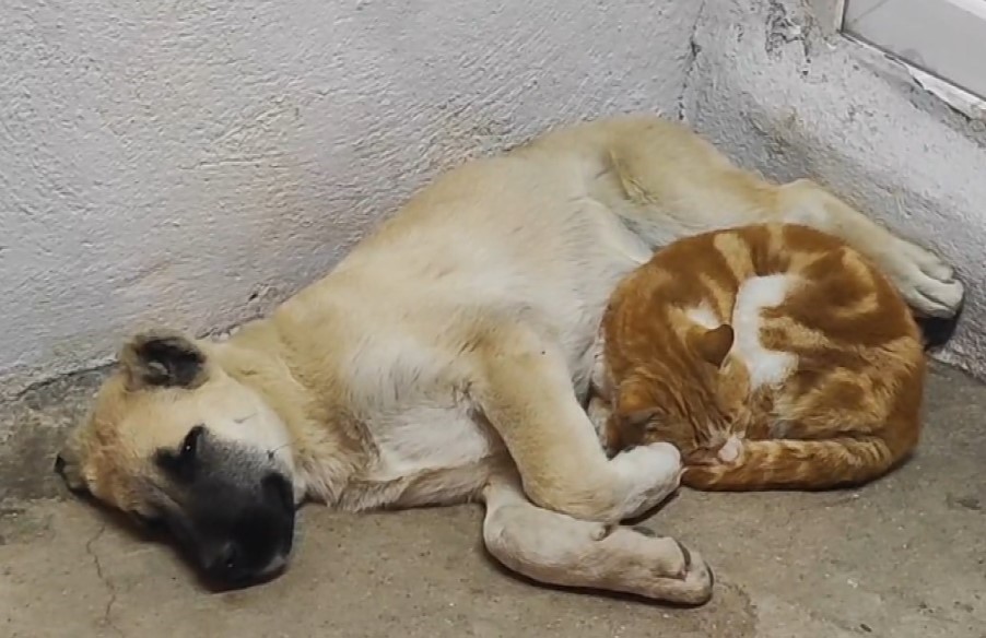 Tunceli’de kedi ve köpeklerin sevimliği dostluğu