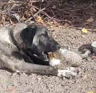 Tunceli’de kedi ve köpeklerin sevimliği dostluğu