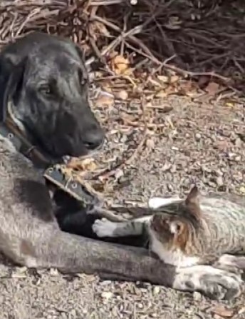 Tunceli’de kedi ve köpeklerin sevimliği dostluğu