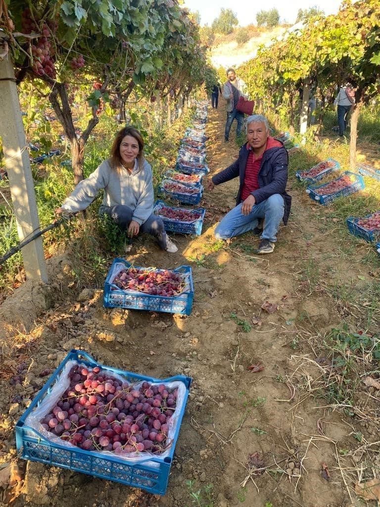 Üzüm diyarı Sarıgöl’de Red Globbe üzümde hasat devam ediyor