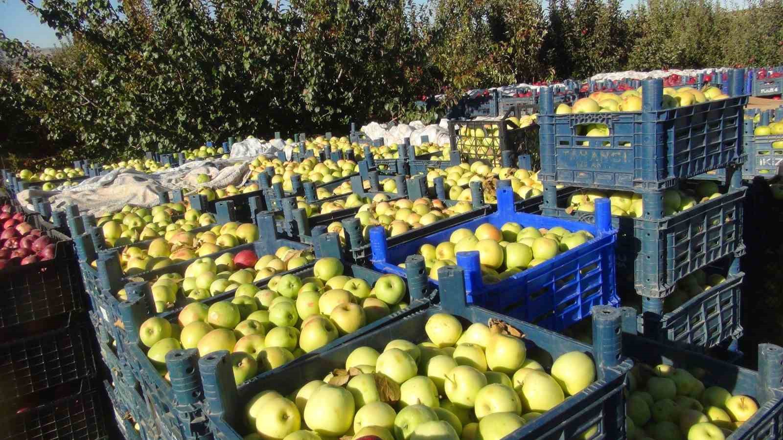 Ahlat elmasına iç piyasada yoğun talep