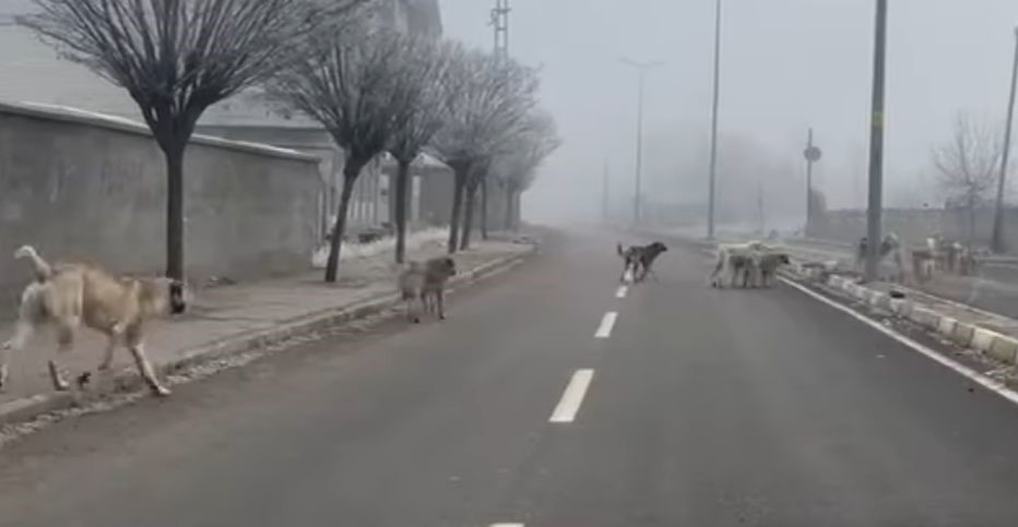 Patnos’ta başıboş köpekler tehlike saçıyor