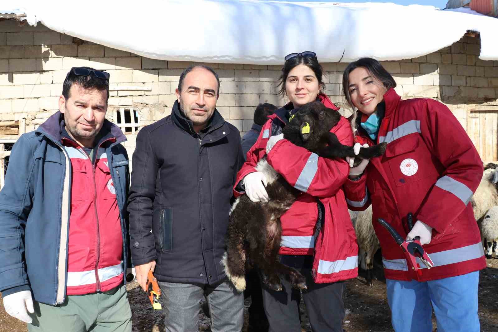 Van’da zorlu kış şartlarına rağmen aşı ve küpe çalışmaları sürüyor