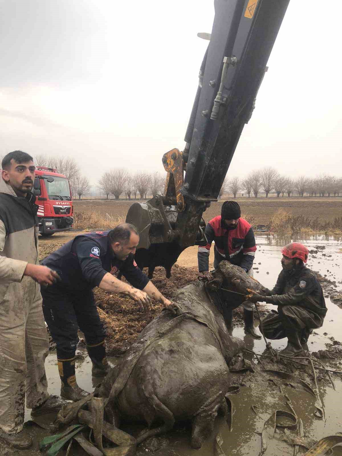 İtfaiye ekipleri kuyuya düşen gebe inek için zamanla yarıştı