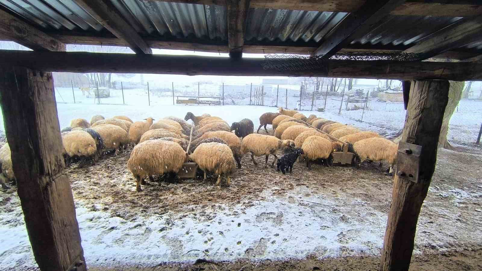 Muş’ta besiciler kar yağışı altında zorlu mücadele veriyor