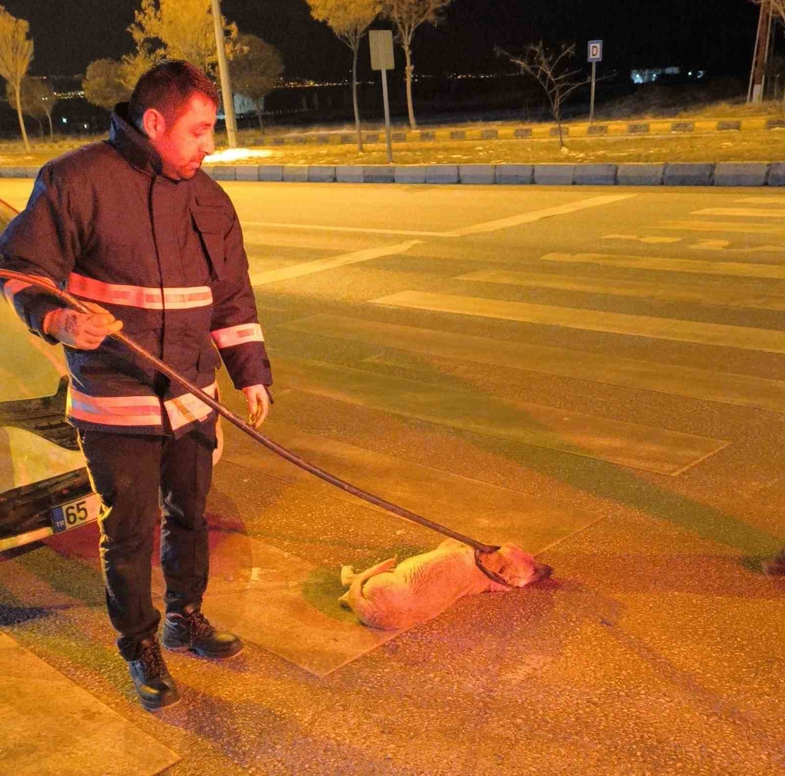 Van’da otomobilin çarptığı köpek tampona sıkıştı