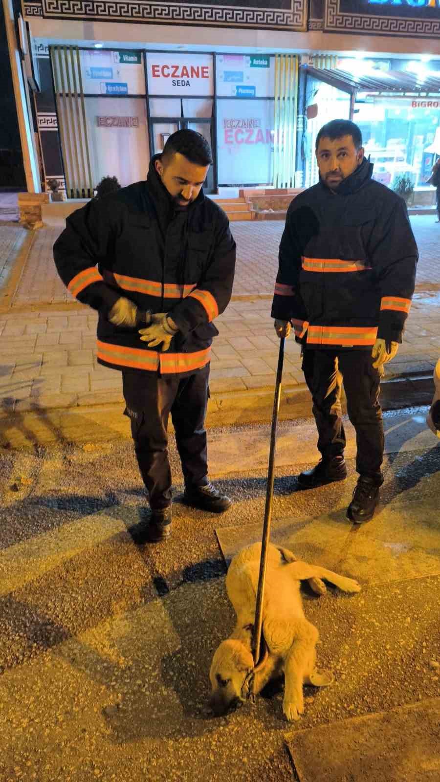 Van’da otomobilin çarptığı köpek tampona sıkıştı