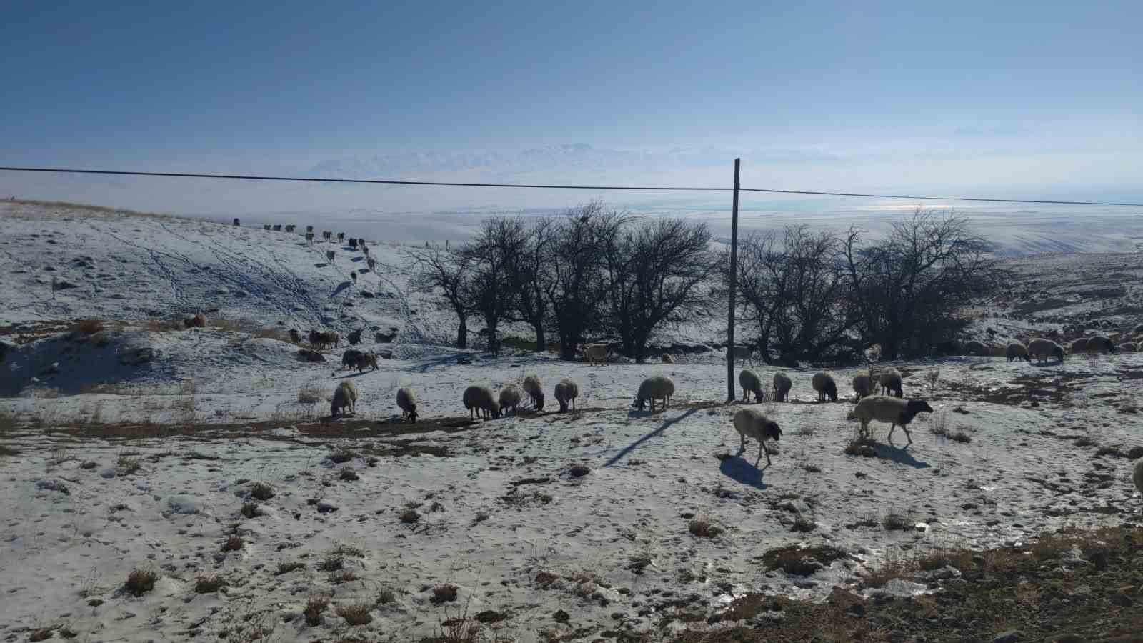 Van’da koyunlarını kar üzerinde otlatarak yemden tasarruf sağlıyorlar