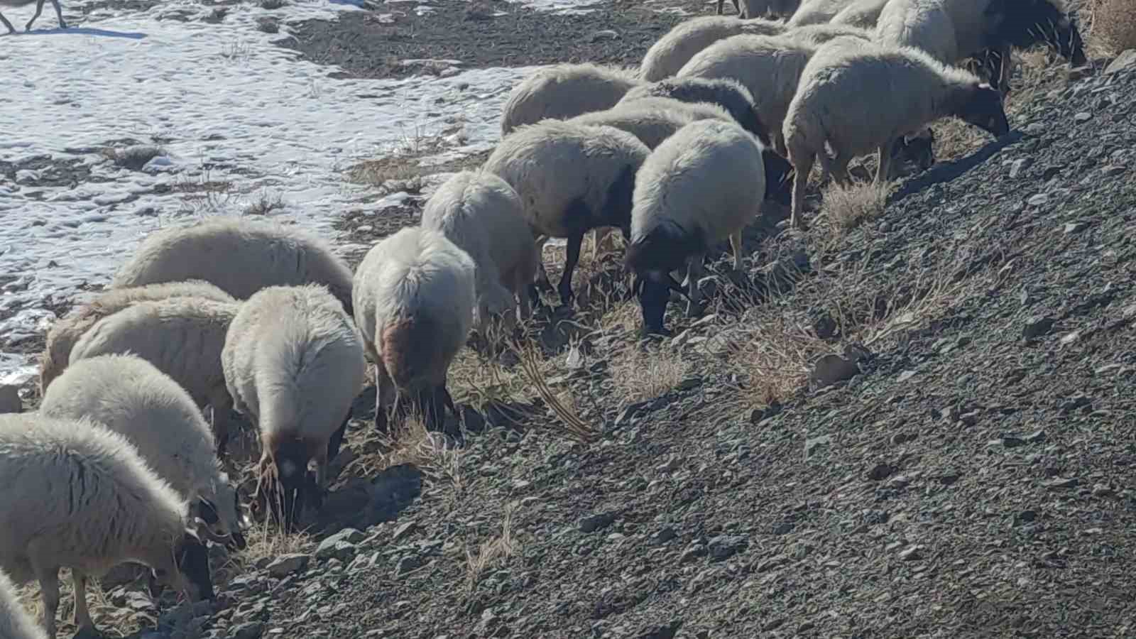 Van’da koyunlarını kar üzerinde otlatarak yemden tasarruf sağlıyorlar