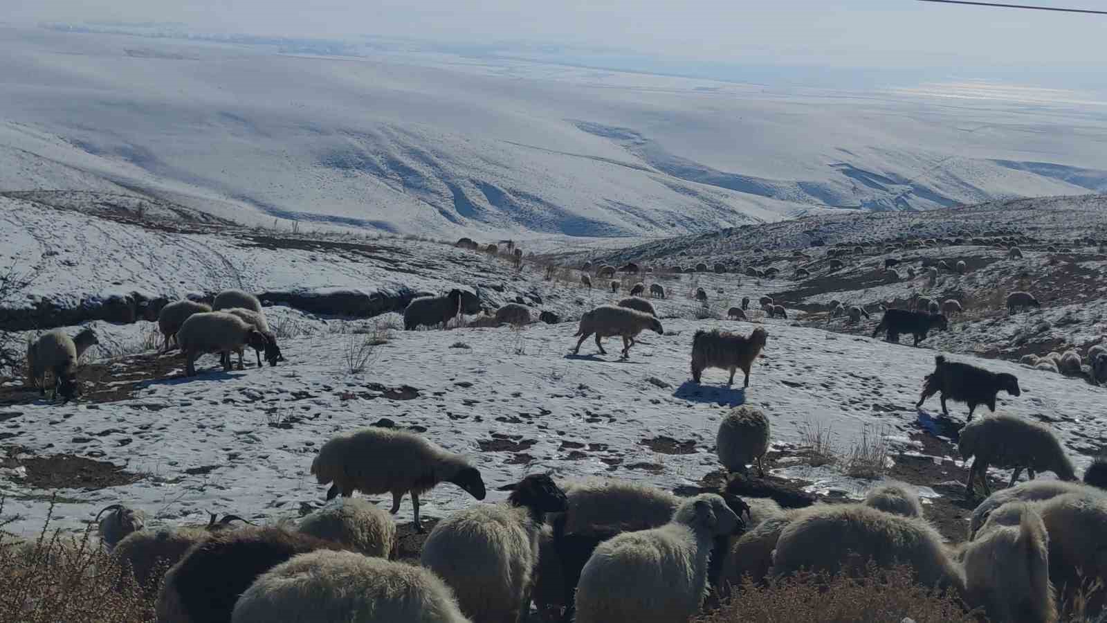 Van’da koyunlarını kar üzerinde otlatarak yemden tasarruf sağlıyorlar